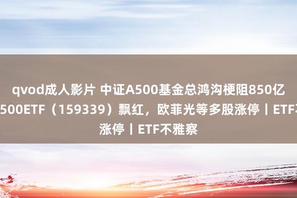 qvod成人影片 中证A500基金总鸿沟梗阻850亿元，A500ETF（159339）飘红，欧菲光等多股涨停丨ETF不雅察