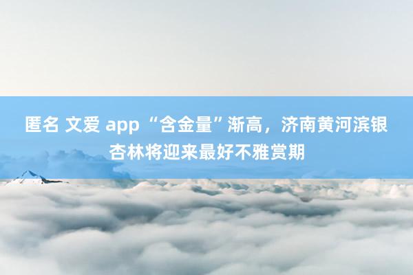 匿名 文爱 app “含金量”渐高，济南黄河滨银杏林将迎来最好不雅赏期